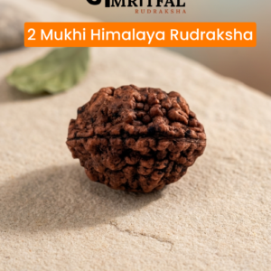 2 Mukhi Himalaya Rudraksha (R004)