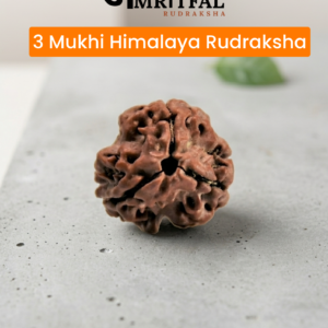3 Mukhi Himalaya Rudraksha (R005)