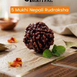 5 Mukhi Nepali Rudraksha (R002)