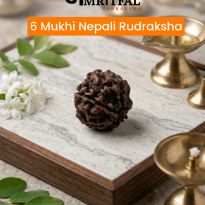 6 Mukhi Nepali Rudraksha (R003)