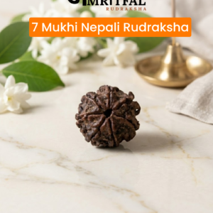 7 Mukhi Nepali Rudraksha (R006)